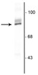 antibody WB analysis 90 kDa RSK2 protein band in HeLa cell lysate STJA0003771