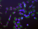 ICC staining HeLa cells using antibody nuclear SAP49 red and vimentin green STJA0003775