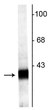 Western blot 38 kDa Synaptophysin2 protein in rat hippocampal lysate STJA0003789