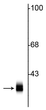 Western blot 36 kDa syntaxin 1A protein in rat cortical lysate STJA0003793