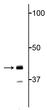 Western blot 43 kDa TDP43 protein immunolabeling in neonatal rat brain lysate STJA0003797