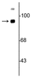 Western blot of rat synaptic plasma membrane (SPM) lysate showing the specific immunolabeling of the ~93 kDa TrkB protein.