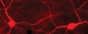 IHC staining phosphorylated TH Ser40 in light-stimulated rabbit retina STJA0003819