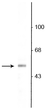 Western blot 53 kDa VGAT protein immunolabeling in rat olfactory bulb lysate STJA0003822
