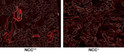 IHC-F staining phospho-NCC Thr53 in WT vs KO mouse kidney frozen sections STJA0003832