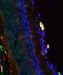 IHC staining mouse retina arginase greenCD206 redand DAPI nuclear stain STJA0003835