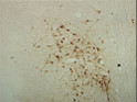 IHC staining rat brainstem using anti-ChAT antibody specific labeling STJA0003837