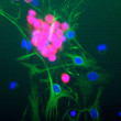 ICC staining rat neurons with anti-FOX3 redGFAP greenand DAPI nuclear stain blue STJA0003841