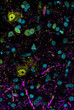 IHC staining iPSC cerebral organoids MAP2NeuNand DAPI markers STJA0003841