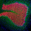 IHC staining rat cerebellum section using antibody FOX3-NeuN neuronal labeling in red STJA0003841