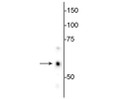antibody Western blot 60 kDa HSP60 protein detection in HeLa cell lysate STJA0003845