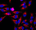 IF staining HeLa cells with antibody HSP60 mitochondrial localization in red STJA0003845