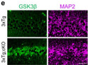 MAP2 antibody IHC staining in hippocampal CA1 neurons from 3xTg mouse brain tissue STJA0003848