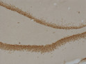 IHC staining Prox1 protein in rat dentate gyrus using DAB detection method STJA0003855