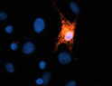 ICC staining FLAG-tagged TREM2 transfected COS cells using antibody with DAPI nuclear stain STJA0003865