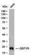 Hela whole cell lysates were separated by 10% SDS-PAGE, and the membrane was blotted with anti-GST-Pi (ABT256) antibody. The HRP-conjugated Goat anti- mouse IgG (H + L) antibody was used to detect the antibody. Lane 1: HelaPredicted band size: 23kDaObserved band size: 23kDa