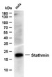 Whole cell lysates were separated by 12% SDS-PAGE, and the membrane was blotted with anti-Stathmin (ABT396) antibody. The HRP-conjugated Goat anti- mouse IgG (H + L) antibody was used to detect the antibody. Lane 1: HelaPredicted band size: 17kDaObserved band size: 17kDa
