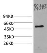 Western blot analysis of Yeast whole body lysate using mouse monoclonal antibody diluted at 1:10,000.