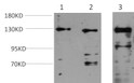 Western blot analysis of 1) Hela Cell, 2) 3T3 Cell, 3) PC12 Cell lysate using JAK1 mouse Monoclonal Antibody diluted at 1:2,000.