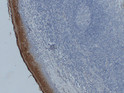 Immunohistochemical analysis of paraffin-embedded tonsil. 1, Antibody was diluted at 1:200 (4° overnight). 2, STJ196742