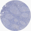 Immunohistochemical analysis of paraffin-embedded human tonsil, primary antibody was diluted at 1:200. Secondary STJ196750