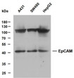Western Blot (WB): Various whole cell lysates were separated by 10% SDS-PAGE, and the membrane was blotted with STJ196761