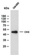 SW480 whole cell lysates were separated by 10% SDS-PAGE, and the membrane was blotted with anti-CK8 (ABT534) antibody. The HRP-conjugated Goat anti- mouse IgG (H + L) antibody was used to detect the antibody. Lane 1: SW480Predicted band size: 54kDaObserved band size: 50kDa