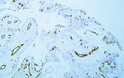Human placenta tissue was stained with Anti-CD31 (ABT-CD31) Antibody