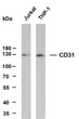 Various whole cell lysates were separated by 8% SDS-PAGE, and the membrane was blotted with anti-CD31 (ABT-CD31) antibody. The HRP-conjugated Goat anti- mouse IgG (H + L) antibody was used to detect the antibody. Lane 1: Jurkat Lane 2: THP-1Predicted band size: 83kDaObserved band size: 130kDa