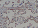 Immunohistochemical analysis of paraffin-embedded Placenta. 1, Antibody was diluted at 1:200 (4°C overnight). 2, Citric acid, pH6.0 was used for antigen retrieval. 3, Secondary antibody was diluted at 1:200 (room temperature, 30min).