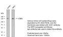 Western blot analysis of CD31Antibody at 1:1000 dilution.