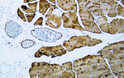 Immunohistochemistry - Paraffin (IHC-P): Human skeletal muscle tissue was stained with Anti-Actin pan (ABT-ACTN) STJ196801