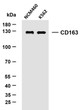 Various whole cell lysates were separated by 10% SDS-PAGE, and the membrane was blotted with anti-CD163 (ABT-CD163) antibody. The HRP-conjugated Goat anti- mouse IgG (H + L) antibody was used to detect the antibody. Lane 1: NCM460 Lane 2: K562Predicted band size: 125kDaObserved band size: 125kDa