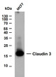 Western Blot (WB): Whole cell lysates were separated by 12% SDS-PAGE, and the membrane was blotted with anti-Claudin 3 STJ196828