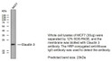 Western blot analysis of Claudin 3 Antibody at 1:1000 dilution. STJ196828