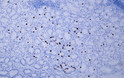 Human stomach tissue was stained with Anti-Gastrin (ABT494) Antibody