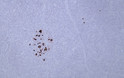 Immunohistochemistry (IHC): Human pancreas tissue was stained with Anti-Somatostatin (ABT-SST) Antibody. STJ196867