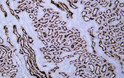 Human kidney tissue was stained with Anti-Villin (ABT097) Antibody