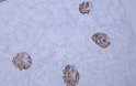 Human kidney tissue was stained with Anti-CD35 (ABT-CD35) Antibody