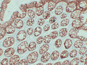 Immunohistochemical analysis of paraffin-embedded Colon. 1, Antibody was diluted at 1:200 (4°C overnight). 2, TRIS-EDTA of pH8.0 was used for antigen retrieval. 3, Secondary antibody was diluted at 1:200 (room temperature, 30min).