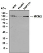 Western Blot (WB): Various whole cell lysates were separated by 10% SDS-PAGE, and the membrane was blotted with STJ196928