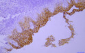 Immunohistochemical analysis of paraffin-embedded human tonsil Antibody was diluted at 1:200 (4°C overnight).