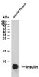 Whole cell lysates were separated by 15% SDS-PAGE, and the membrane was blotted with anti-Insulin (ABT189) antibody. The HRP-conjugated Goat anti- mouse IgG (H + L) antibody was used to detect the antibody. Lane 1: Insulin recombinant proteinPredicted band size: 12kDaObserved band size: 9kDa