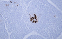 Human pancreas tissue was stained with Anti-Insulin (ABT189) Antibody
