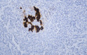 Human pancreas tissue was stained with Anti-Insulin (ABT189) Antibody