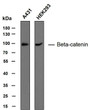 Various whole cell lysates were separated by 10% SDS-PAGE, and the membrane was blotted with anti-Beta-catenin antibody. The HRP-conjugated anti- mouse IgG antibody was used to detect the antibody. Predicted band size: 94 kDa