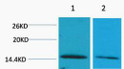 Western blot analysis of 1) Hela, 2) 3T3, diluted at 1:2000. Secondary antibody (STJ99666) was diluted at 1:20000 cells nucleus extracted by Minute TM Cytoplasmic and Nuclear Fractionation kit (SC-003, Inventbiotech, MN, USA).