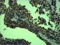 Immunohistochemical analysis of paraffin-embedded mouse Spleen Tissue using TLR4 Polyclonal Antibody.