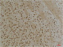 Immunohistochemical analysis of paraffin-embedded mouse BrainTissue using Kv10. 1 Rabbit pAb diluted at 1:200.