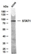 Western Blot (WB): Whole cell lysates were separated by 10% SDS-PAGE, and the membrane was blotted with anti-STAT1 STJA0006226